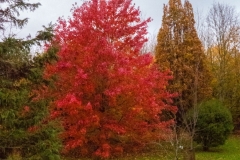 Lovell-Quinta-Arboretum-c-John-Harradine-6