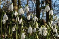 Snowdrops