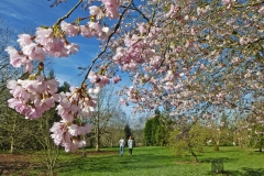 Cherry blossom in spring