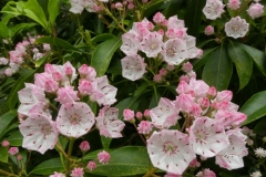 Rhododendrons