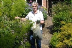 Val Bryant, manager of Knutsford Heritage Centre, collects seeds from the garden of a TGS member for a joint project